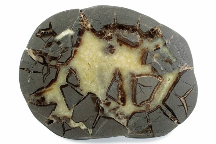 Polished Septarian Nodule Half - Utah #378453